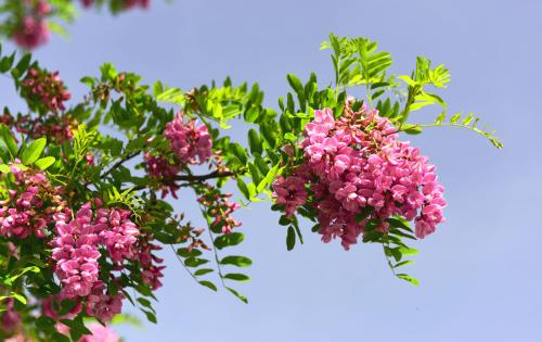 鲜花有关的唯美句子