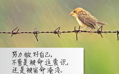 挫折中成长励志的句子