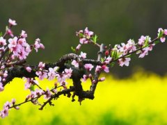 描写花苞的句子 关于花开的唯美句子