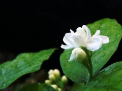 对生活无奈的说说