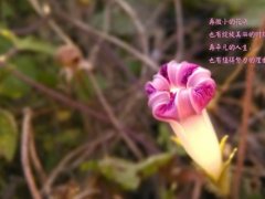 心灵鸡汤优美句子，总有一句治愈你！