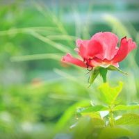 适合40岁妈妈的微信头像