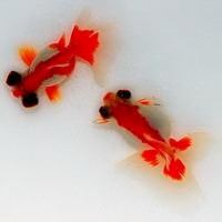 鱼的唯美微信头像