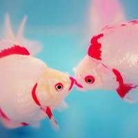 鱼的唯美微信头像