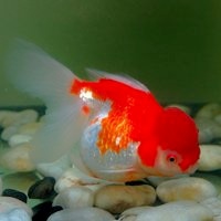 鱼的唯美微信头像