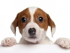 狗狗死了的心情说说