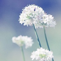 微信头像风景花朵图片