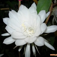 适合喜欢花的微信头像