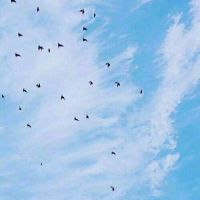 适合老年人的微信头像