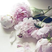 花草风景插画微信头像