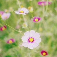 花草风景插画微信头像
