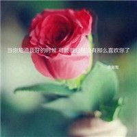 花草风景插画微信头像