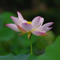 最美荷花微信头像