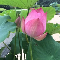最美荷花微信头像