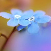 适合鲜花店的微信头像