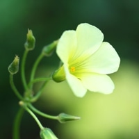 适合鲜花店的微信头像