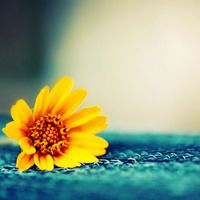 适合鲜花店的微信头像