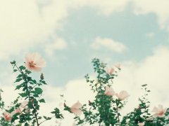 甜美简短唯美的句子，美得让人窒息！