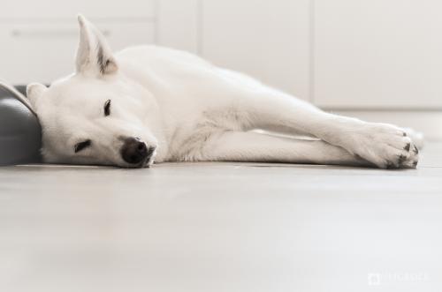 为了生活累成狗了的说说