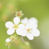 淡雅花朵唯美微信头像