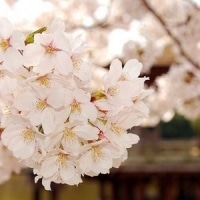 淡雅花朵唯美微信头像