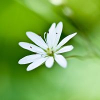淡雅花朵唯美微信头像