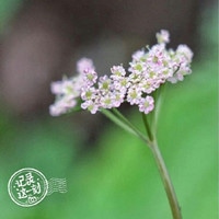 淡雅花朵唯美微信头像