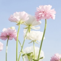 淡雅花朵唯美微信头像