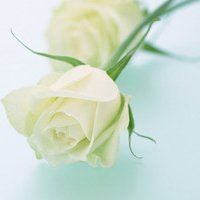 淡雅花朵唯美微信头像