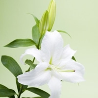 淡雅花朵唯美微信头像