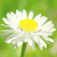 淡雅花朵唯美微信头像