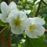 淡雅花朵唯美微信头像
