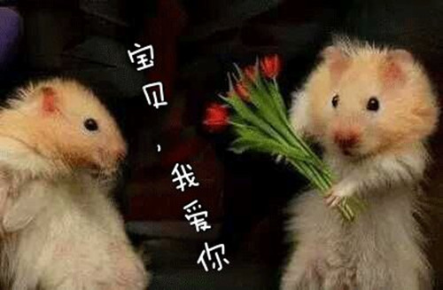 最经典的搞笑雷人句子，从头笑到尾！