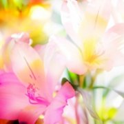 女人最适合的微信花草头像