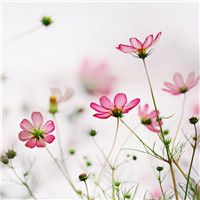 女人最适合的微信花草头像