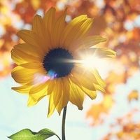女人最适合的微信花草头像