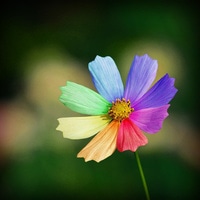 女人最适合的微信花草头像