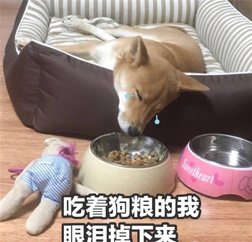 情人节单身狗的说说 单身狗情人节发的说说