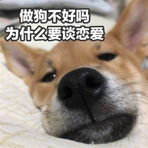 单身狗怼情人节的说说 情人节单身狗搞笑说说
