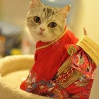 2019年顺风顺水招财微信头像