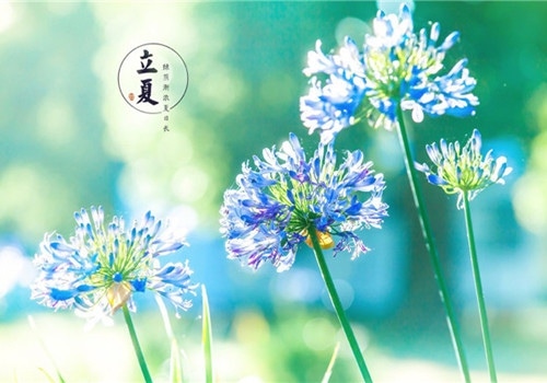 2019立夏的朋友圈说说 关于立夏的说说