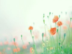 关于相遇，再次重逢的优美句子合集