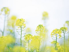 2020年最新的QQ爱情经典语录大全