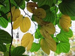 2019立秋节气短信问候语精选句子 立秋时节早间微信祝福
