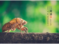 关于处暑的句子,关于处暑节气谚语的经典句子合集