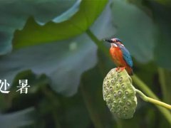 关于处暑的祝福句子,关于处暑送给朋友的朋友圈祝福句子合集