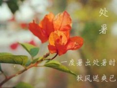 今日处暑的心情说说,暑尽秋来的空间说说 今日处暑的心情说说,暑尽秋来的空间说说