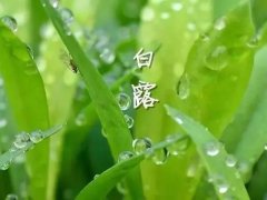 关于节气白露的句子,关于白露的优美经典祝福语合集 关于节气白露的句子,关于白露的优美经典祝福语合集