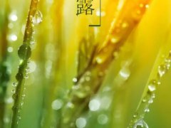 关于白露的经典句子，关于节气白露的经典古诗词句子合集