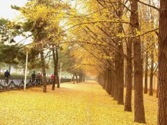 2020小学生描写秋天景色的唯美句子写作素材